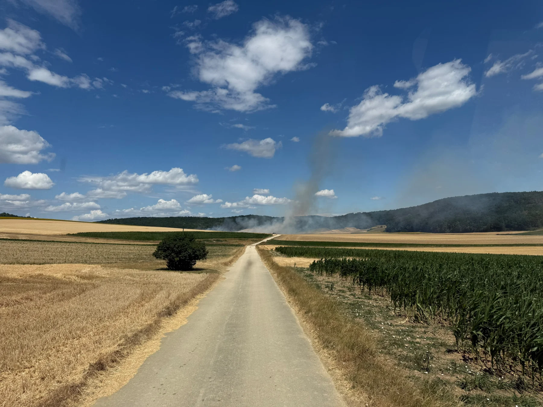 Vegetationsbrand in Herzogbirbaum